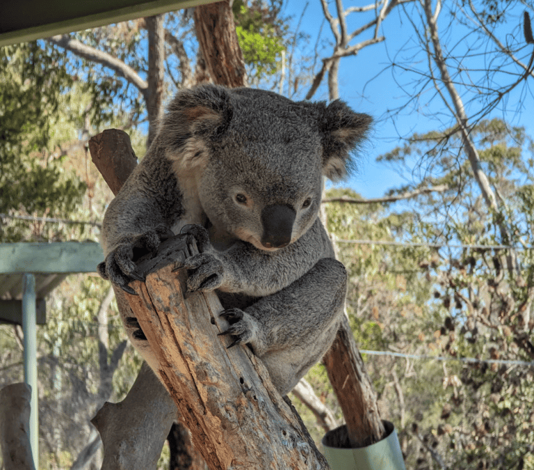 Via Travel Sydney to Brisbane Locals