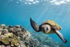 Australia_WA_Sea-Turtle-Ningaloo-Reef_1100x735-e1715629350714