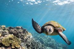 Australia_WA_Sea-Turtle-Ningaloo-Reef_1100x735