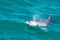 Australia_WA_dolphins-at-Monkey-Mia_1100x735
