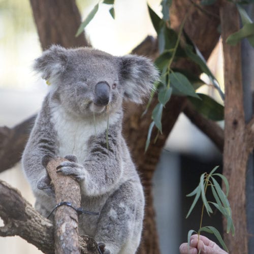 koala noosa