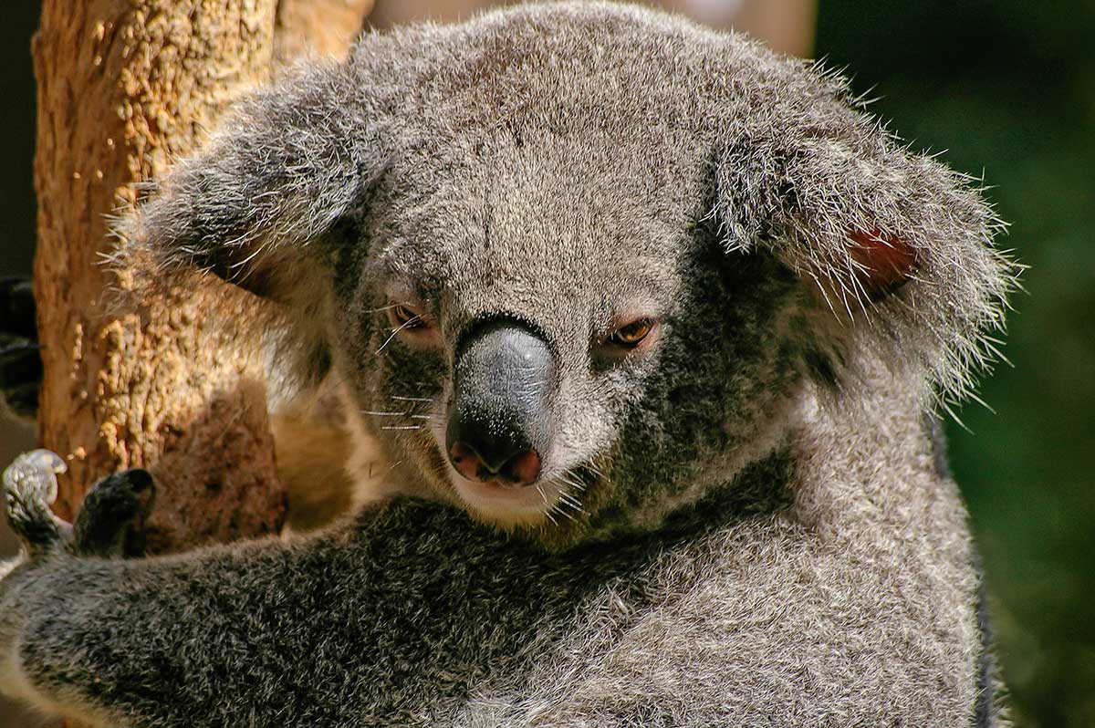 Are you dreaming of Kangaroos, Wombats and others cute Australian animals?  | Via Travel Australia
