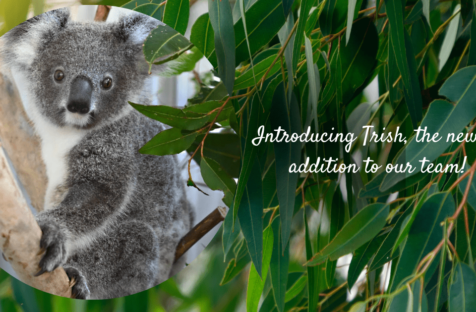 Introducing Trish, koala, the newest addition to our team here at Via Travel!