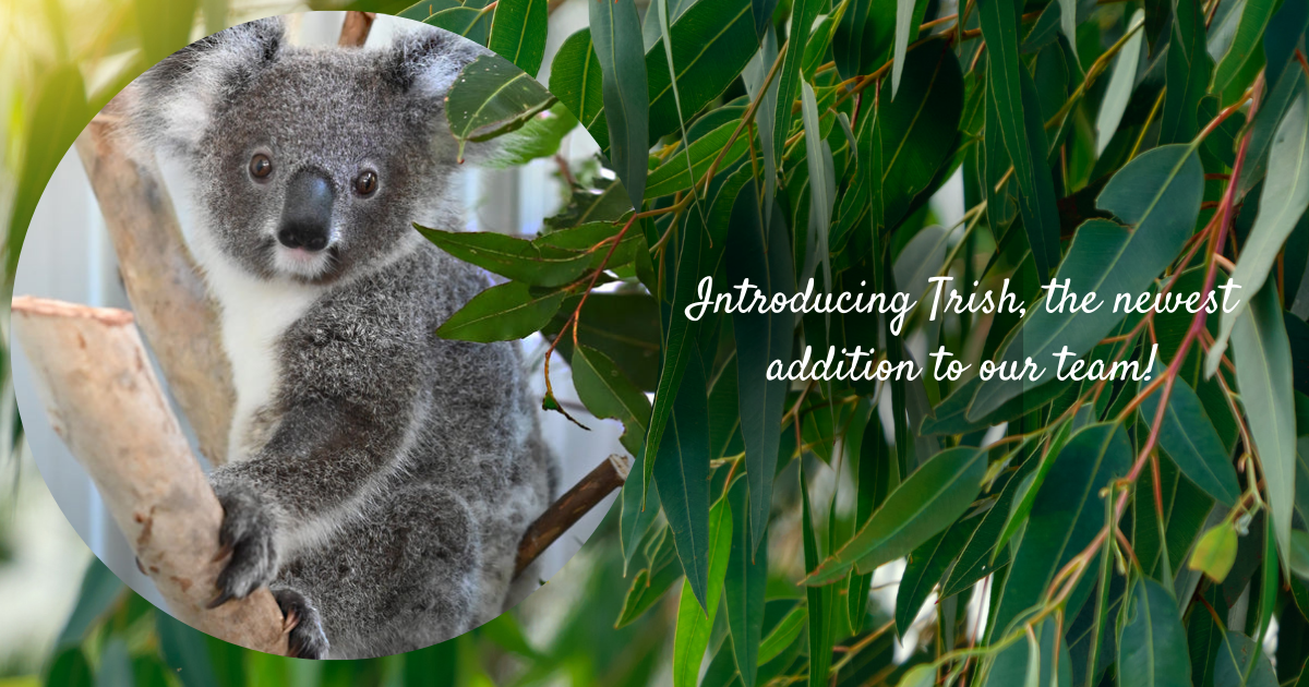Introducing Trish, koala, the newest addition to our team here at Via Travel! 