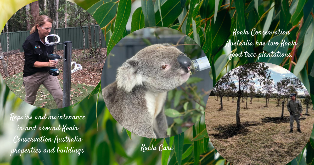 Koala Conservation Australia is a volunteer organisation with a range of different roles available.
