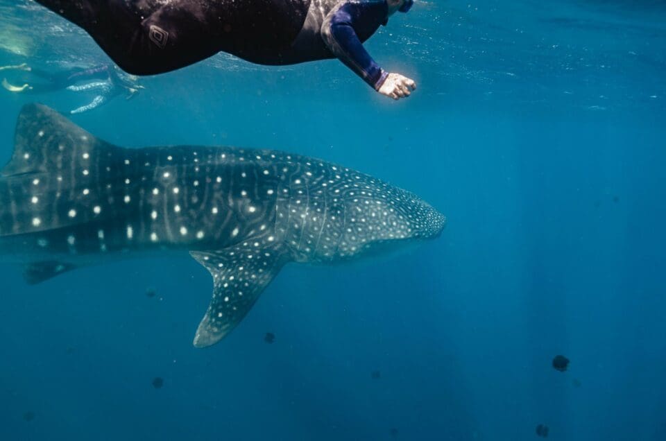 Ningaloo Reef: Everything You Need to Know Before Booking a Tour