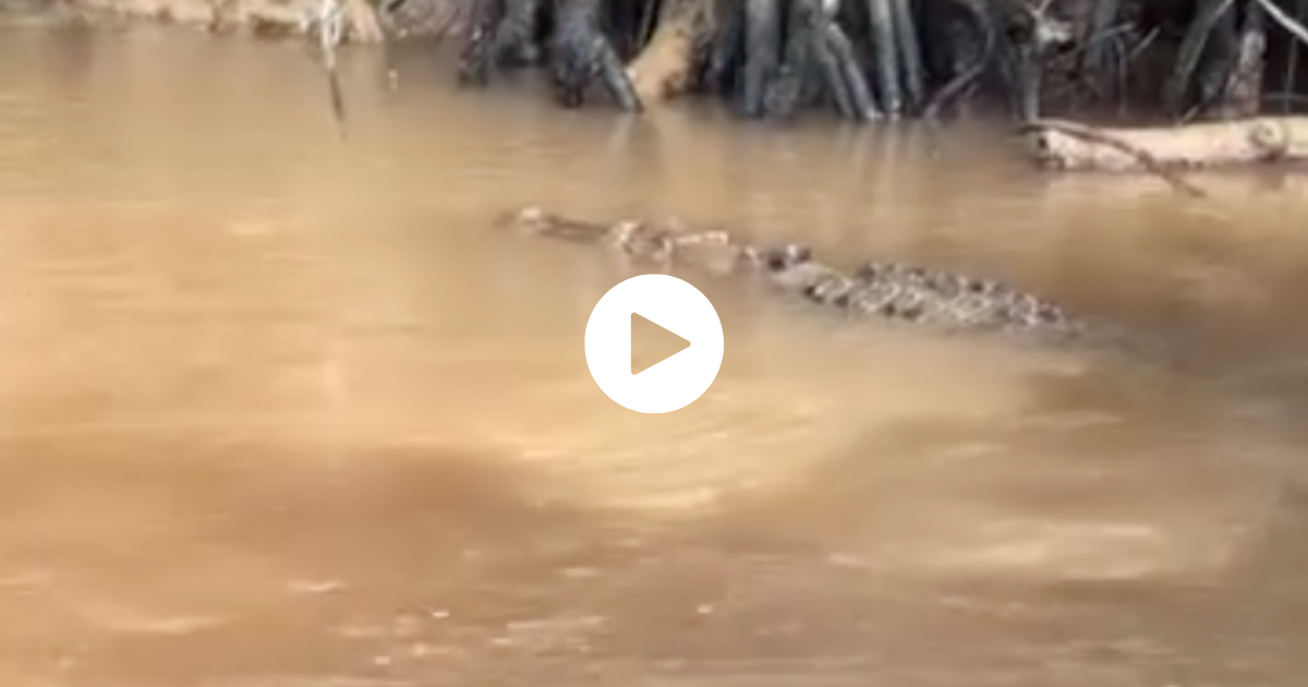Crocodile spotting in Cairns via travel tour