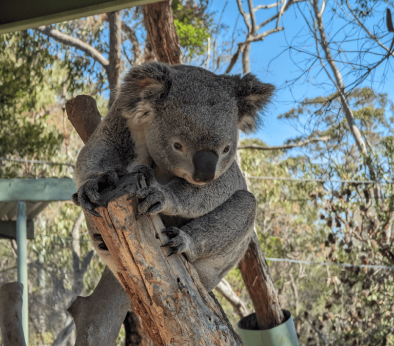 Via Travel Sydney to Brisbane Locals